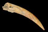 Fossil Pterosaur (Siroccopteryx) Tooth - Morocco #159104-1